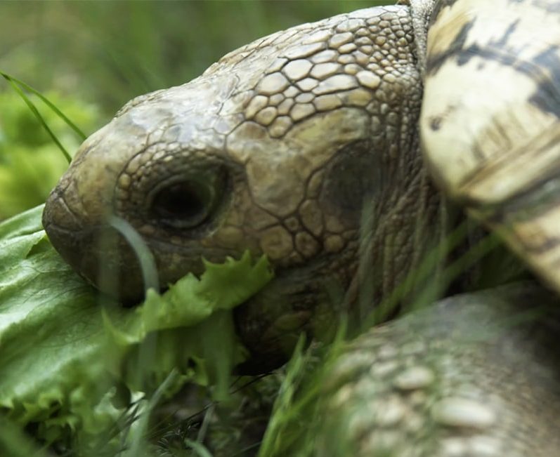 leopard tortoise eating grass