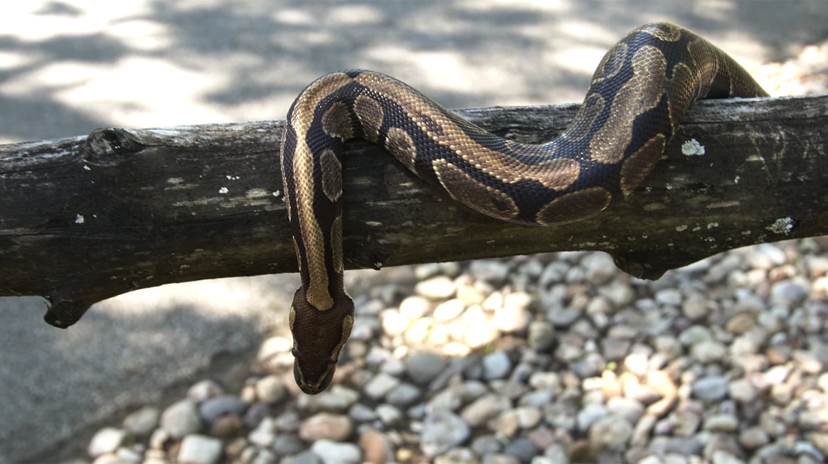 ball python on a branch