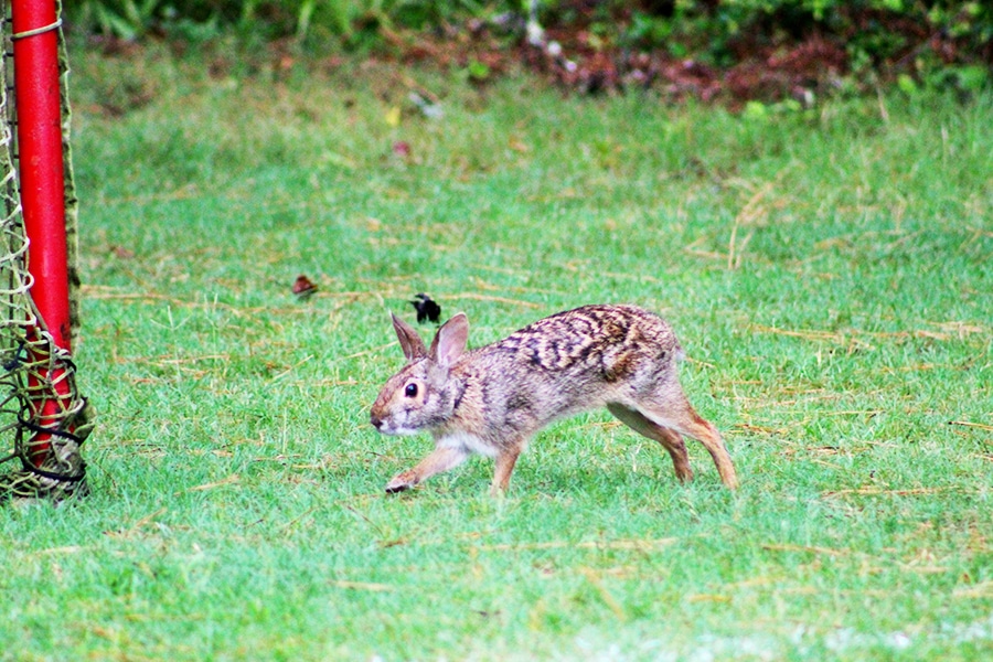 A rabbit hops across a field at the Outdoor Education Center.